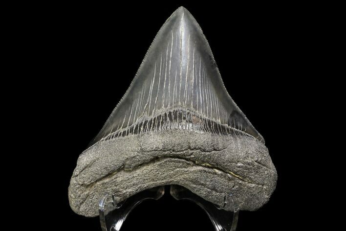 Serrated, Fossil Megalodon Tooth - Georgia #76468